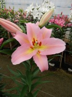 [5235 Fenice 2N No01.JPG]